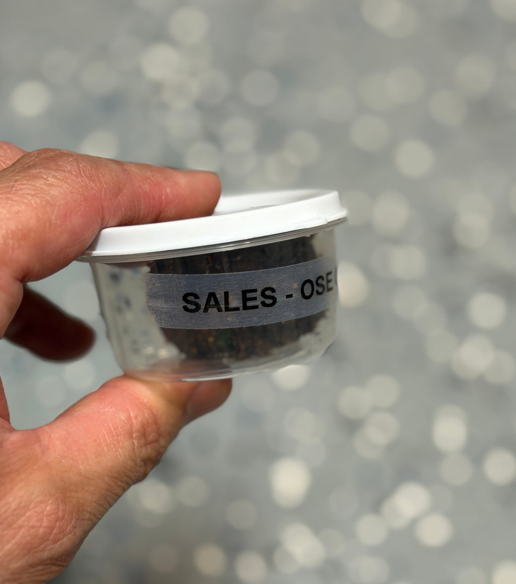 PARA VENTAS — ÒṢÉ ÒTÚRÁ ỌṢẸ